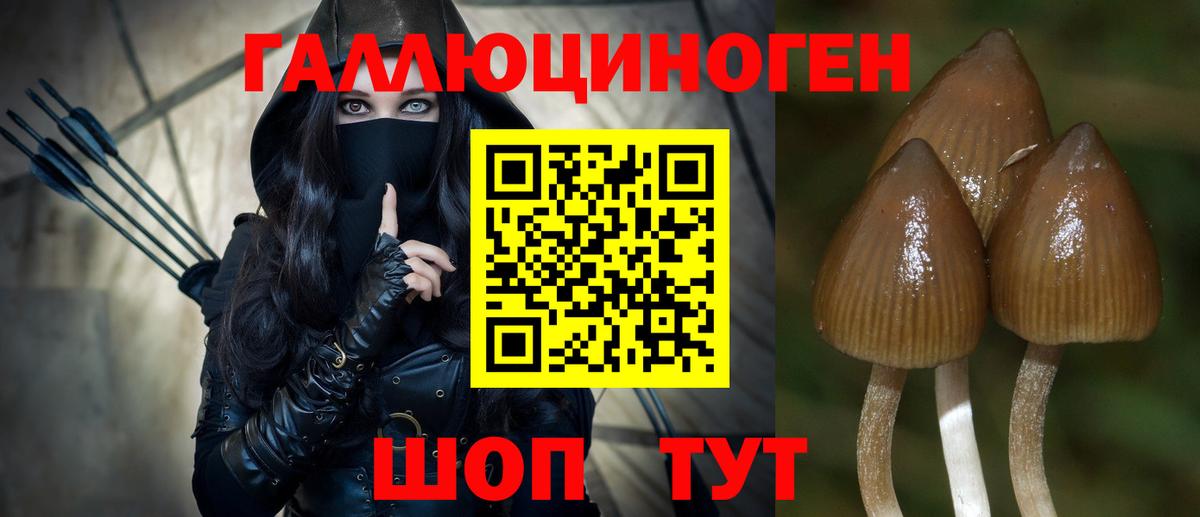 Псилоцибиновые грибы Psilocybine cubensis Кропоткин